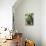 Banana Tree-David Nunuk-Photographic Print displayed on a wall