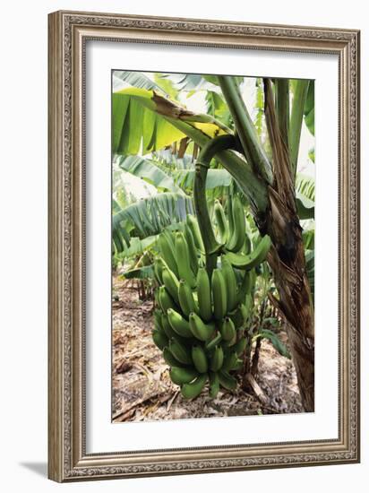 Banana Tree-David Nunuk-Framed Photographic Print