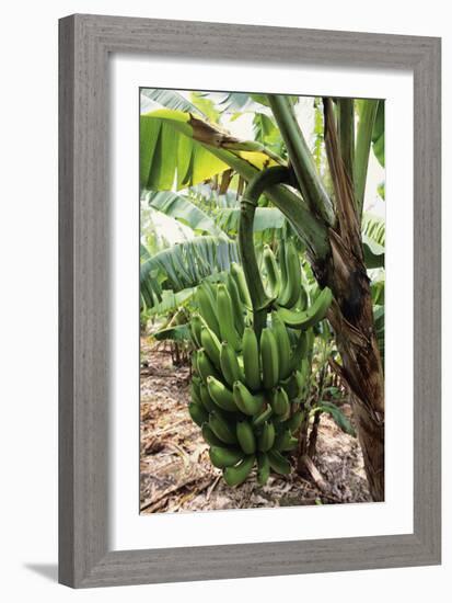 Banana Tree-David Nunuk-Framed Photographic Print