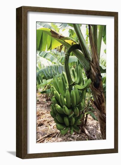 Banana Tree-David Nunuk-Framed Photographic Print