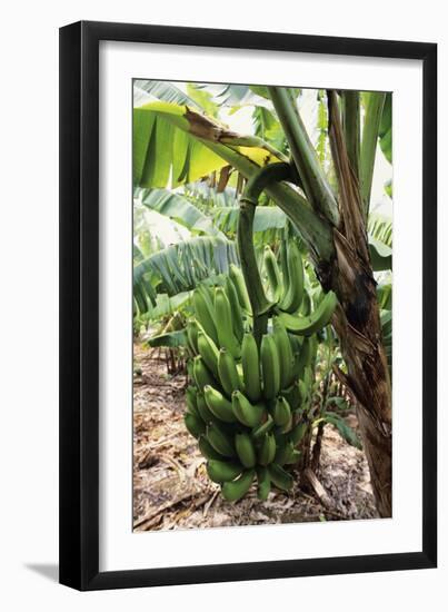 Banana Tree-David Nunuk-Framed Photographic Print