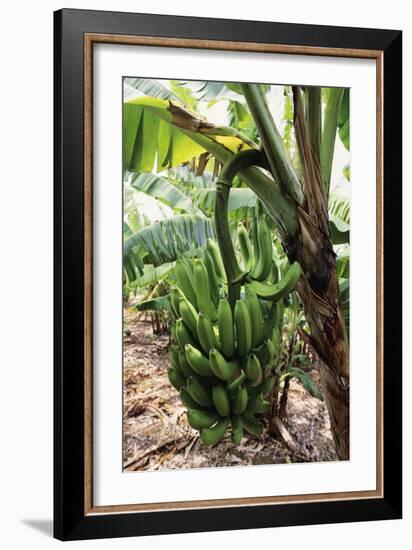 Banana Tree-David Nunuk-Framed Photographic Print