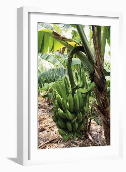 Banana Tree-David Nunuk-Framed Photographic Print