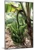 Banana Tree-David Nunuk-Mounted Photographic Print