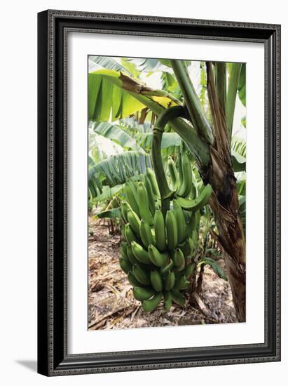 Banana Tree-David Nunuk-Framed Photographic Print