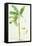 Banana Tree-Georg Dionysius Ehret-Framed Premier Image Canvas