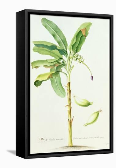 Banana Tree-Georg Dionysius Ehret-Framed Premier Image Canvas