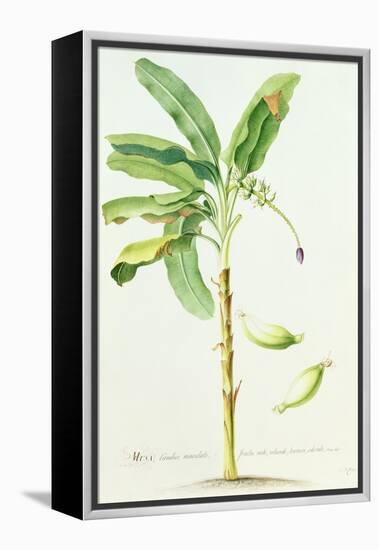 Banana Tree-Georg Dionysius Ehret-Framed Premier Image Canvas