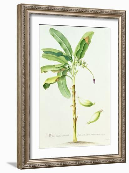 Banana Tree-Georg Dionysius Ehret-Framed Giclee Print