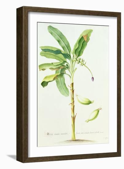 Banana Tree-Georg Dionysius Ehret-Framed Giclee Print