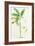 Banana Tree-Georg Dionysius Ehret-Framed Giclee Print