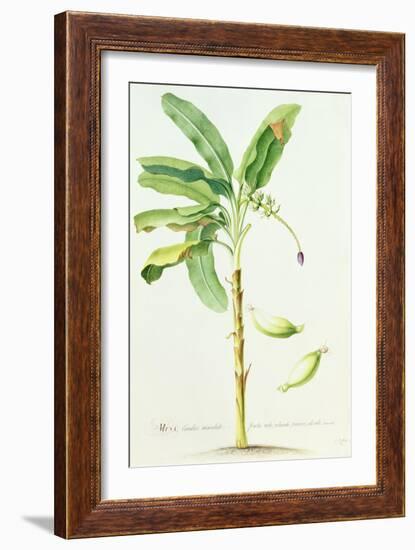 Banana Tree-Georg Dionysius Ehret-Framed Giclee Print