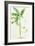 Banana Tree-Georg Dionysius Ehret-Framed Giclee Print