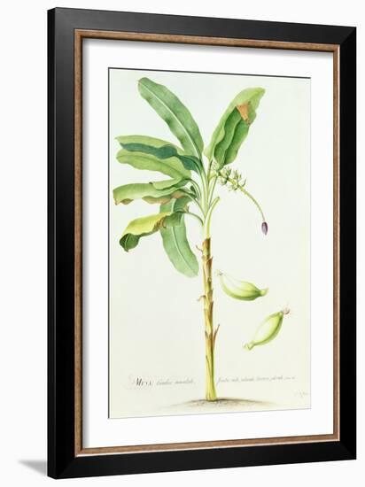 Banana Tree-Georg Dionysius Ehret-Framed Giclee Print