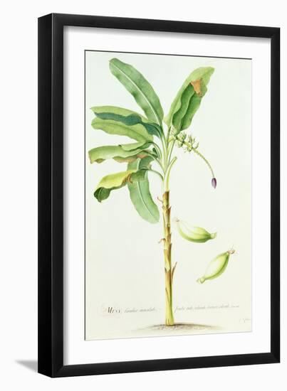 Banana Tree-Georg Dionysius Ehret-Framed Giclee Print