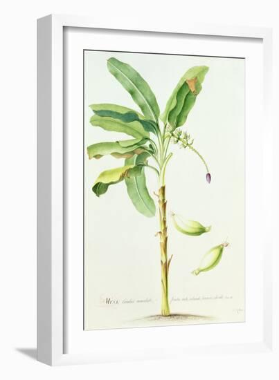 Banana Tree-Georg Dionysius Ehret-Framed Giclee Print