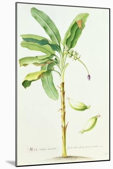 Banana Tree-Georg Dionysius Ehret-Mounted Giclee Print