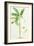 Banana Tree-Georg Dionysius Ehret-Framed Giclee Print