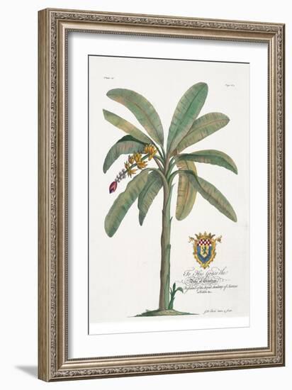 Banana Tree-Porter Design-Framed Giclee Print