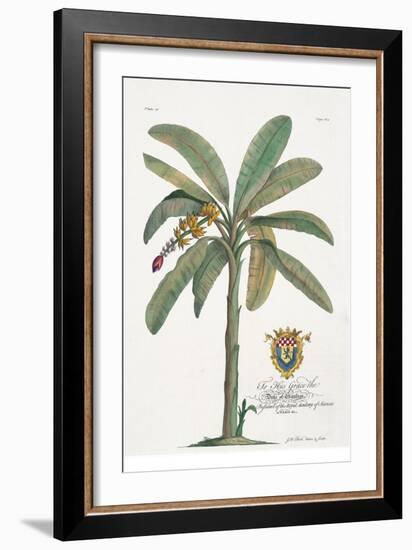 Banana Tree-Porter Design-Framed Giclee Print