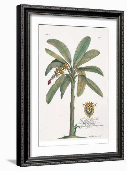 Banana Tree-Porter Design-Framed Giclee Print