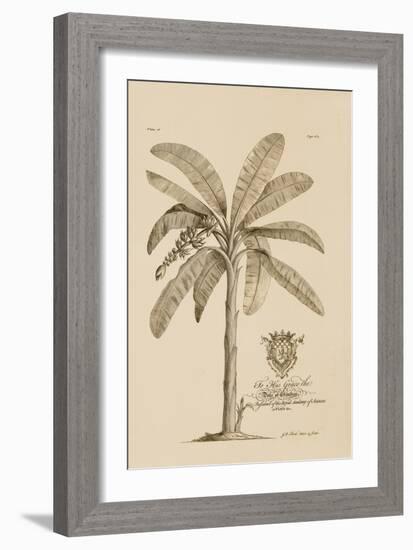 Banana Tree-Porter Design-Framed Giclee Print