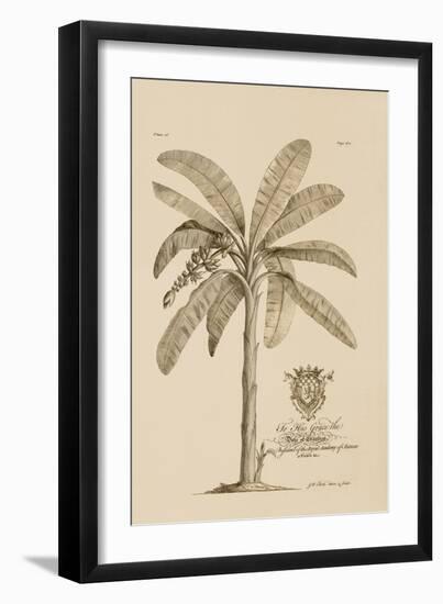 Banana Tree-Porter Design-Framed Giclee Print