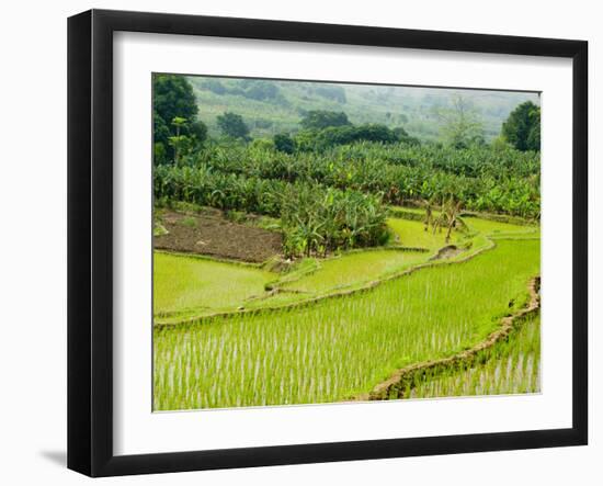 Banana Trees and Rice Paddies, Honghe, Yunnan Province, China-Charles Crust-Framed Photographic Print