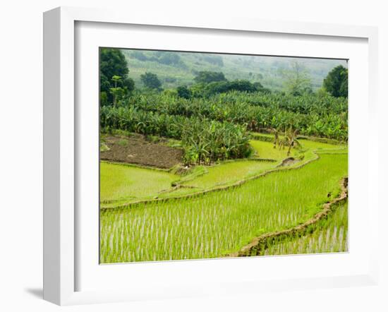 Banana Trees and Rice Paddies, Honghe, Yunnan Province, China-Charles Crust-Framed Photographic Print