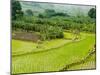 Banana Trees and Rice Paddies, Honghe, Yunnan Province, China-Charles Crust-Mounted Photographic Print