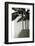 Banana Trees-George Cannon-Framed Photographic Print