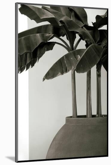 Banana Trees-George Cannon-Mounted Photographic Print