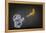 Banana-Octavian Mielu-Framed Stretched Canvas