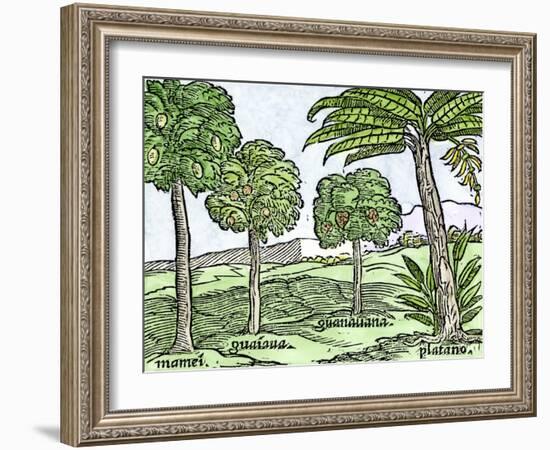 Bananas and Other Fruit Trees of Hispaniola, from a Sketch Published in 1572-null-Framed Giclee Print