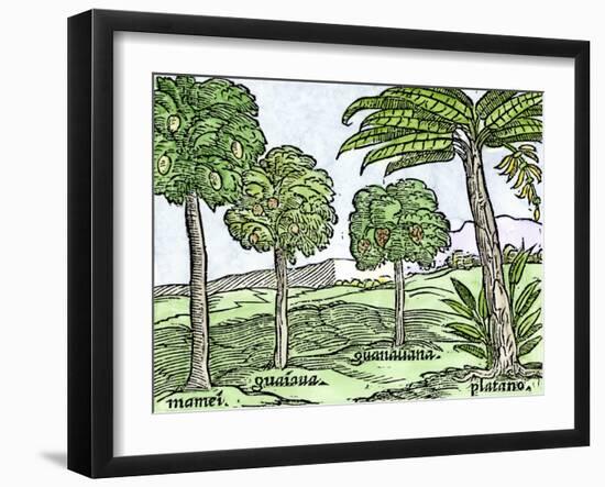 Bananas and Other Fruit Trees of Hispaniola, from a Sketch Published in 1572-null-Framed Giclee Print