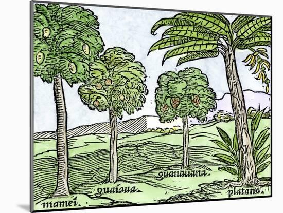 Bananas and Other Fruit Trees of Hispaniola, from a Sketch Published in 1572-null-Mounted Giclee Print