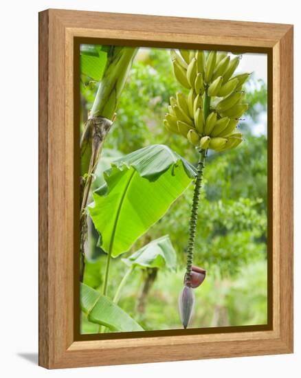 Bananas Growing on Tree, Dominica, West Indies, Caribbean, Central America-Kim Walker-Framed Premier Image Canvas