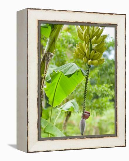 Bananas Growing on Tree, Dominica, West Indies, Caribbean, Central America-Kim Walker-Framed Premier Image Canvas