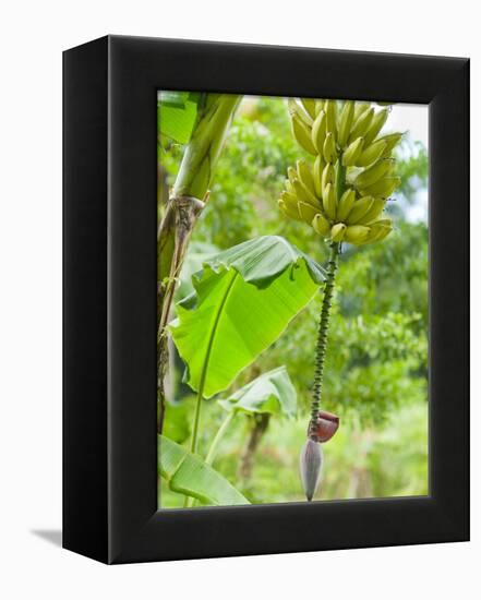 Bananas Growing on Tree, Dominica, West Indies, Caribbean, Central America-Kim Walker-Framed Premier Image Canvas