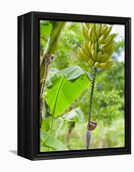 Bananas Growing on Tree, Dominica, West Indies, Caribbean, Central America-Kim Walker-Framed Premier Image Canvas