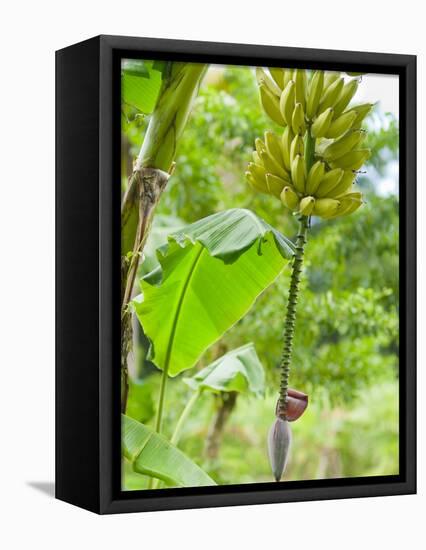 Bananas Growing on Tree, Dominica, West Indies, Caribbean, Central America-Kim Walker-Framed Premier Image Canvas