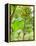 Bananas Growing on Tree, Dominica, West Indies, Caribbean, Central America-Kim Walker-Framed Premier Image Canvas