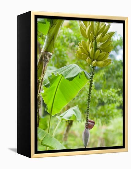 Bananas Growing on Tree, Dominica, West Indies, Caribbean, Central America-Kim Walker-Framed Premier Image Canvas