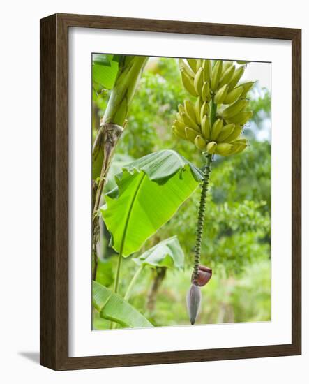 Bananas Growing on Tree, Dominica, West Indies, Caribbean, Central America-Kim Walker-Framed Photographic Print