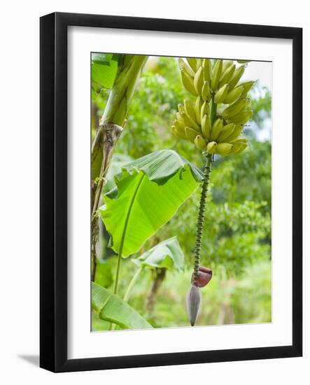 Bananas Growing on Tree, Dominica, West Indies, Caribbean, Central America-Kim Walker-Framed Photographic Print