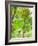 Bananas Growing on Tree, Dominica, West Indies, Caribbean, Central America-Kim Walker-Framed Photographic Print