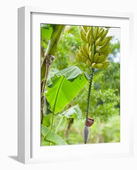 Bananas Growing on Tree, Dominica, West Indies, Caribbean, Central America-Kim Walker-Framed Photographic Print