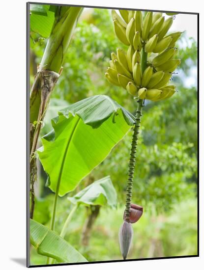 Bananas Growing on Tree, Dominica, West Indies, Caribbean, Central America-Kim Walker-Mounted Photographic Print