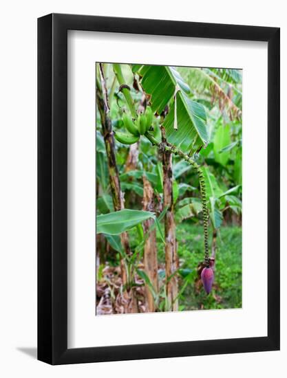 Bananas hanging on tree, Spring Village, Bequia, Saint Vincent And The Grenadines-null-Framed Photographic Print