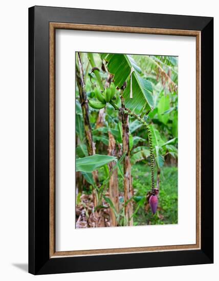 Bananas hanging on tree, Spring Village, Bequia, Saint Vincent And The Grenadines-null-Framed Photographic Print